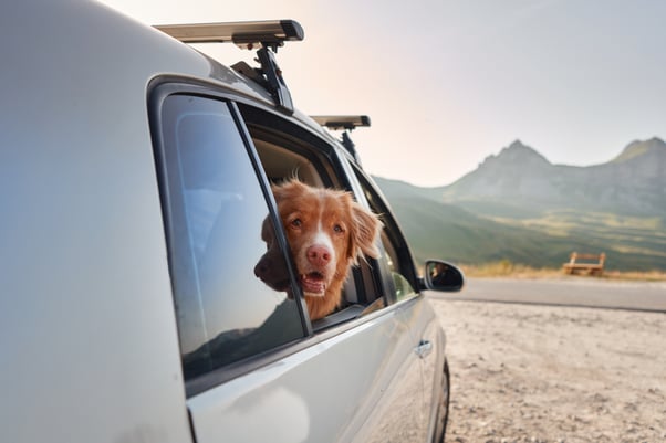 Large brown dog peering from the open window of a parked car.