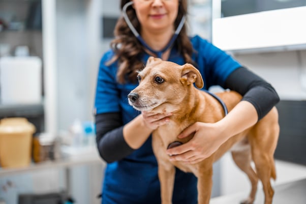 Dog standing on an examination table while the vet listens to their chest with a stethoscope.