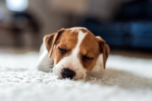 A puppy sleeping on a white blanket.