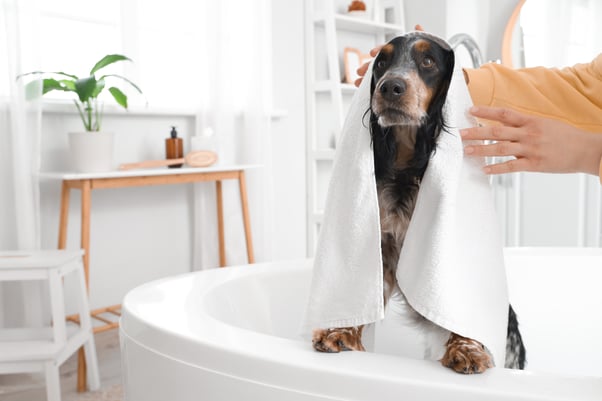 Human wrapping a dog in a white towel while they stand in the bathtub.
