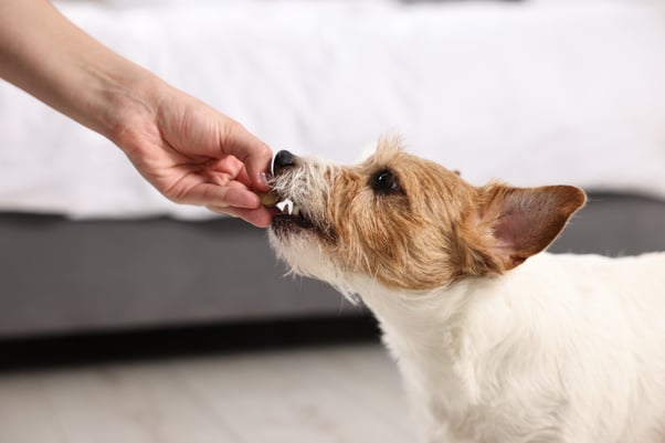 Human handing a small dog a treat. 