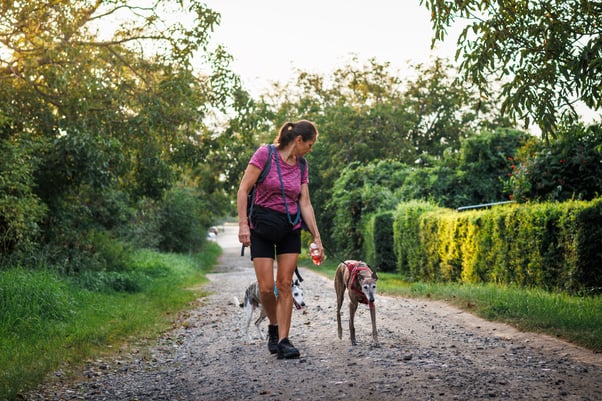Woman practicing obedience training when walking with her two greyhounds on a quiet country lane.  