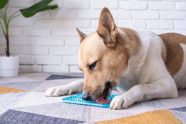 Dog using a lick mat for calming enrichment and mental stimulation indoors