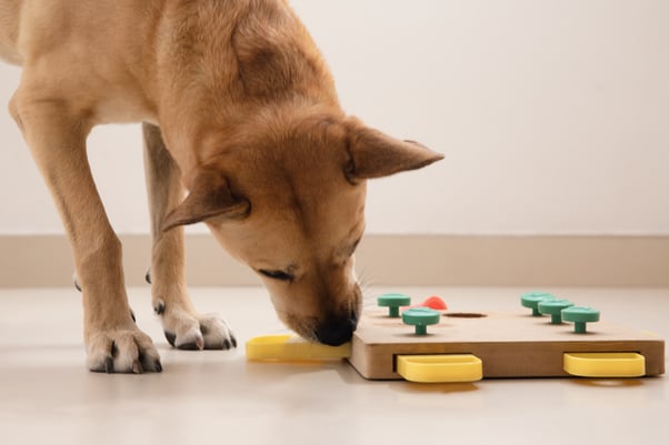 Dog sniffing and licking an enrichment toy to get a treat.