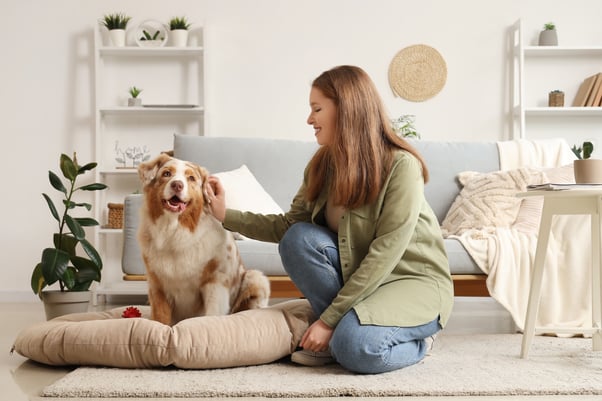 Young woman with cute Australian Shepherd dog on pet bed at home.