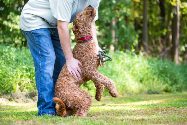 Playful Goldendoodle jumping up at their human.