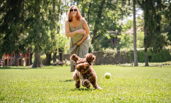 A human throwing a ball as a puppy runs to catch it. 