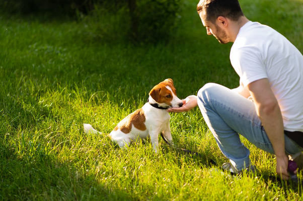Man feeding a treat to a Jack Russell Terrier puppy in a sunny garden.