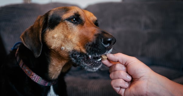 shutterstock_2509463629r