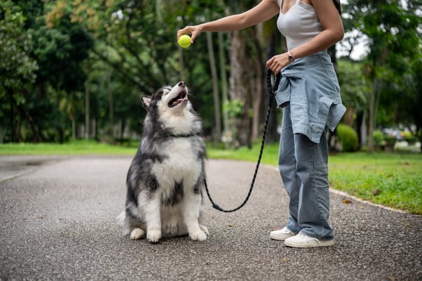Dog on a loose lead looking up at a tennis ball being held by their human.