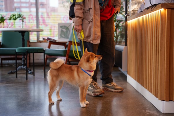 Shiba Inu dog on a yellow lead waiting patiently while their human speaks to someone in a café.