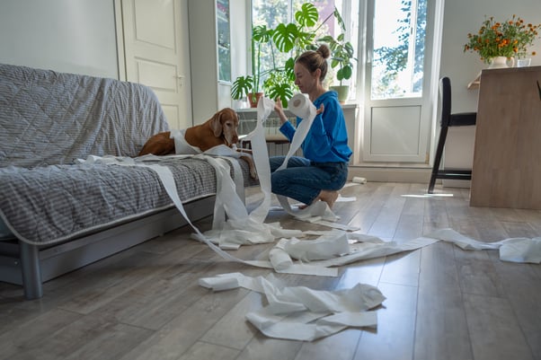 Dog sitting on a sofa with its head hung as a human cleans up toilet paper from around them. 