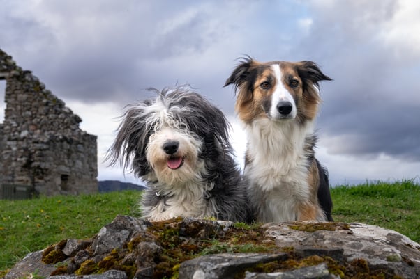 Pair of dogs sitting beside each other on a mossy rock outdoors.