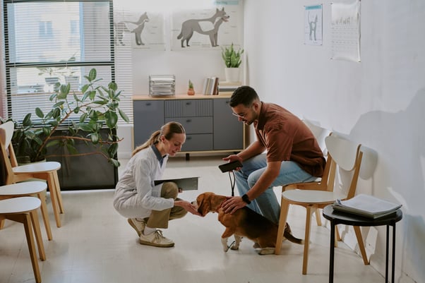 Vet crouching down to interact with a beagle in a quiet waiting room.