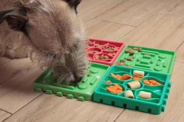 Small dog eating from a puzzle feeder mat with four different sections.