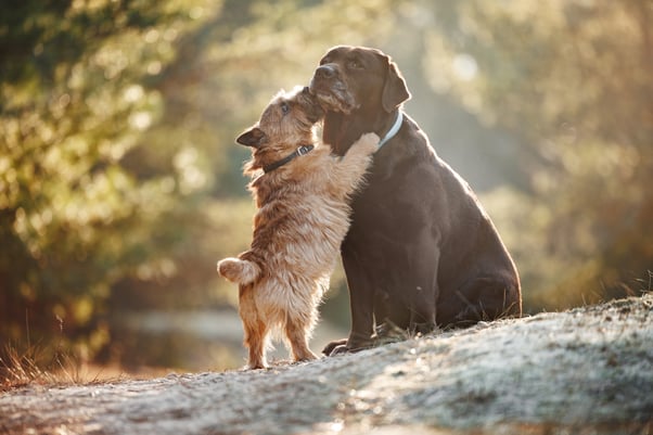 A large and small dog interacting with each other on a woodland path.