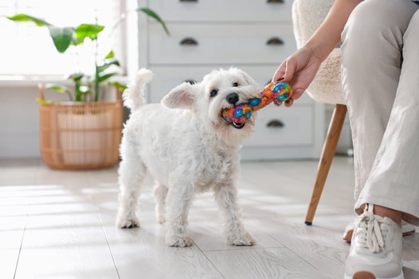 Human and puppy playing with a colourful toy shaped like a bone.