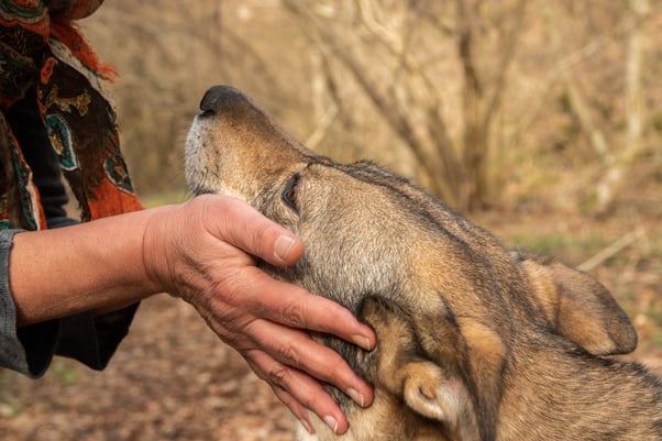 Dog looking up at a person with their face in their hands.  