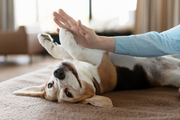 A Beagle dog lying on its back with a human touching its paw.
