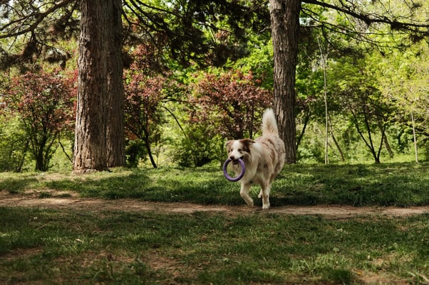 Dog walking through a shaded forest carrying a hoop toy in its mouth.  