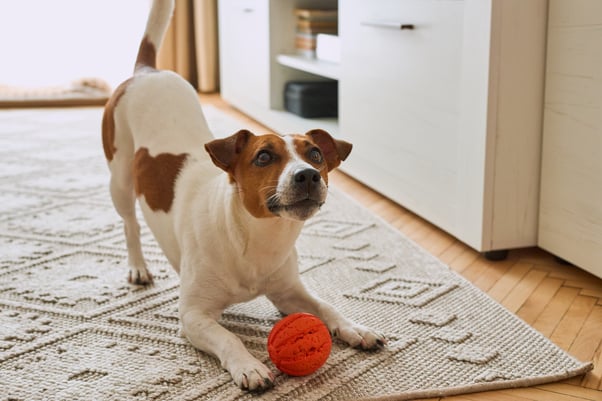 Dog enjoying indoor activities with a toy as part of enrichment at home