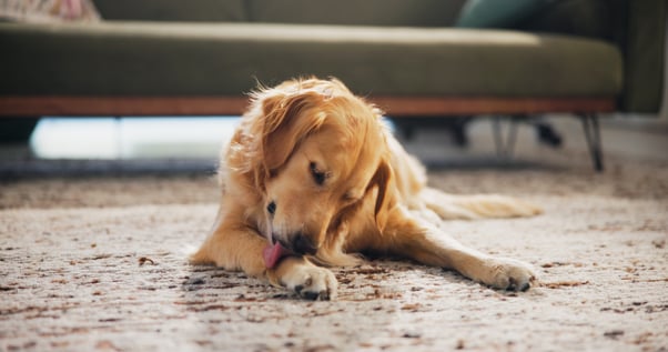 Golden retriever licking their paw lying on a rug indoors.