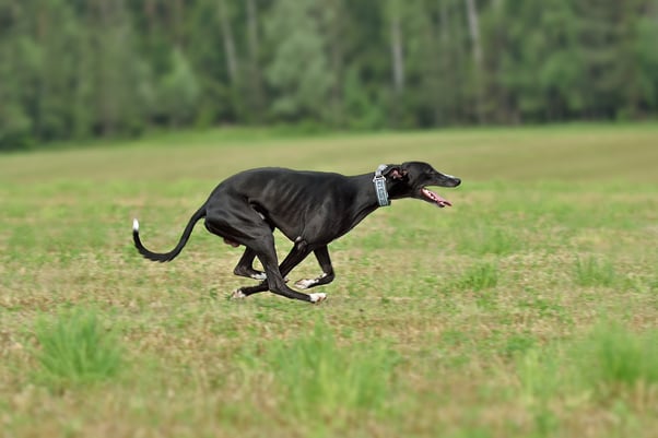 Black Greyhound running in a field with all four legs off the ground. 