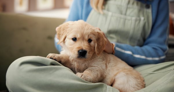 Puppy sat on their human’s lap.