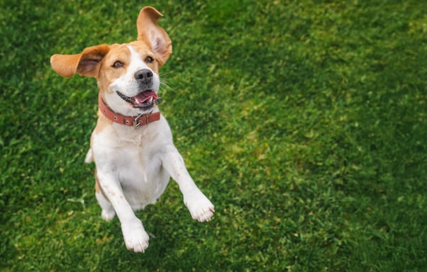 Beagle dog jumping in the air in a grassy field.