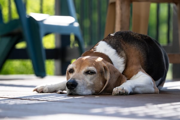 An old Beagle dog laying down on sun-dappled outdoor decking.