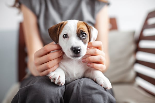 A young puppy being gently held by a human on their lap.