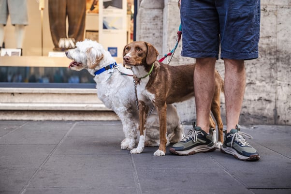 Two dogs walking on leads in the city with their human.