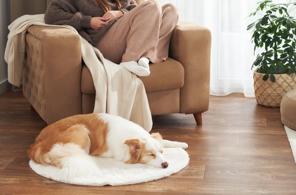 Border Collie dog sleeping on a white circle rug while their human rests on an armchair behind them.
