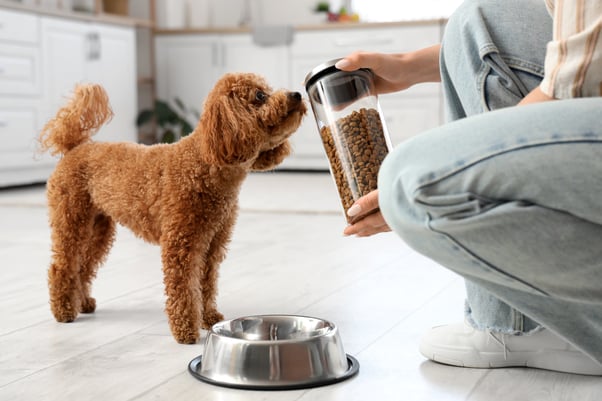 Toy Poodle watching a woman open a jar of dry dog food in the kitchen.