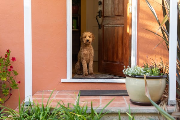 Male Goldendoodle dog sitting in front of an open front door.