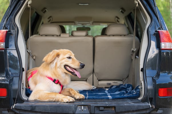 Relaxed dog lying in the back of an open car trunk.