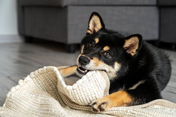 Black and brown puppy chewing on the corner of a rug.