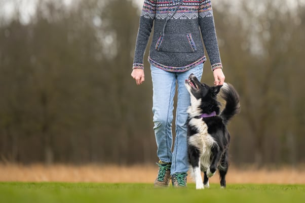 shutterstock_Border Collie walking next to and looking up at a human while on a walk. 2719121155
