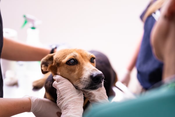 A nervous-looking dog being gently handled at a veterinary practice.