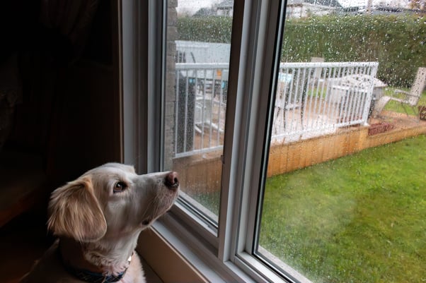 A golden coloured dog looking out of the window at the rain.