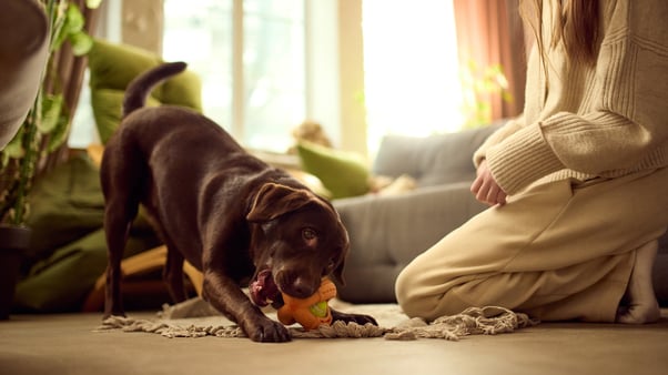 A puppy playing with a toy next to a person kneeling on the floor. 