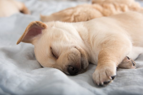 Light coloured puppy sleeping on its side.