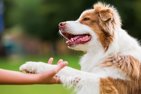 Happy looking red and white long haired dog giving a human its paw.
