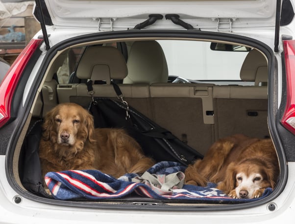 Two sleepy dogs relaxing in the open boot of a parked car.