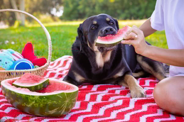 A dog and their human on a picnic blanket outside. The human is feeding the dog a watermelon.