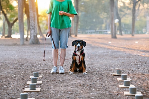 Dog and their human about to complete a scent-based training session.