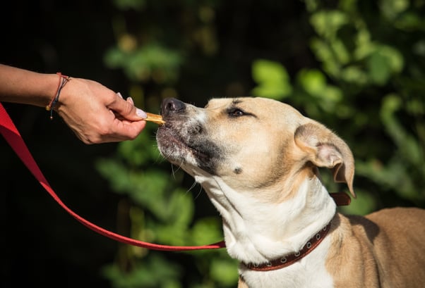 A dog with a red lead and collar being fed a treat by a human.