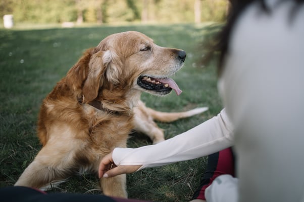 Human sitting on the grass stroking an older dog who is laying down with their tongue out.