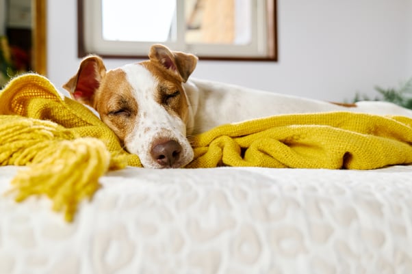Jack Russell Terrier dog sleeping on a yellow blanket on a bed.