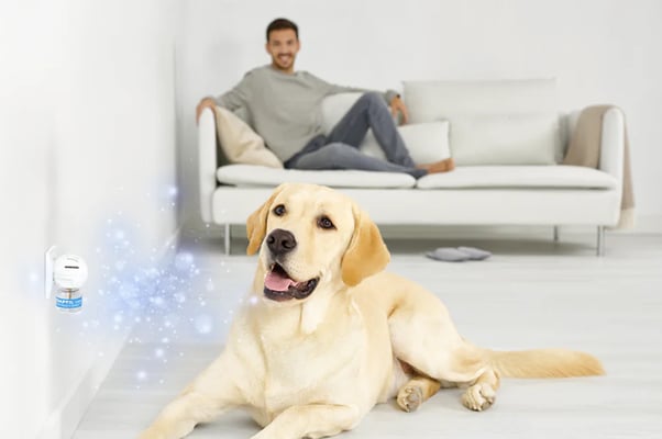 Dog laying on the floor next to an ADAPTIL Calm diffuser which is plugged into the wall, releasing invisible calming messages only the dog can sense.
